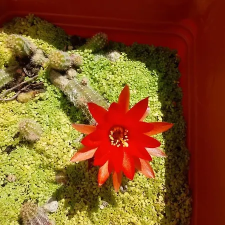 Espana Πανσιόν