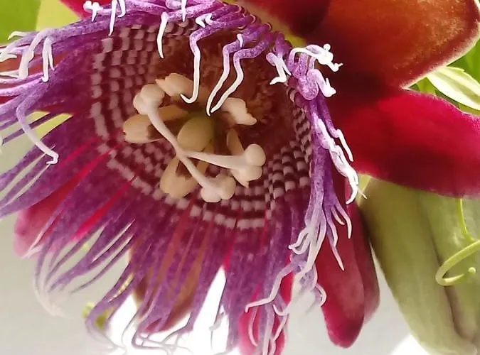 Espana Gasthuis Cádiz