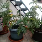 España